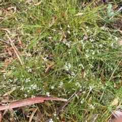 Platysace linearifolia at Barrengarry, NSW - 2 Apr 2023 11:08 AM