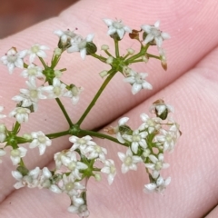 Platysace linearifolia at Barrengarry, NSW - 2 Apr 2023 11:08 AM