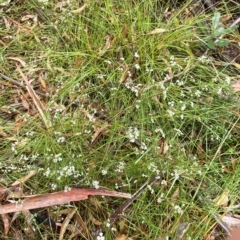 Platysace linearifolia at Barrengarry, NSW - 2 Apr 2023 11:08 AM