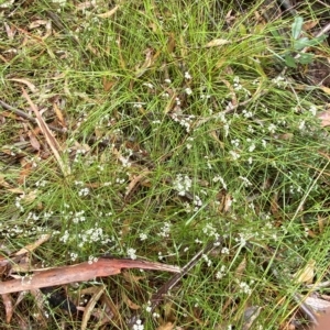 Platysace linearifolia at Barrengarry, NSW - 2 Apr 2023