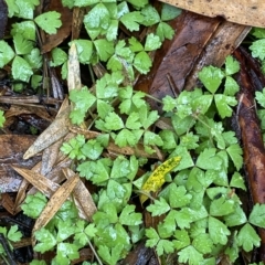 Hydrocotyle tripartita (Pennywort) at Barrengarry, NSW - 2 Apr 2023 by Tapirlord