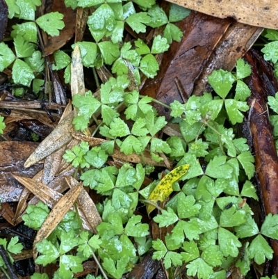 Hydrocotyle tripartita (Pennywort) at Wingecarribee Local Government Area - 2 Apr 2023 by Tapirlord