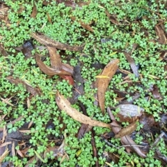 Hydrocotyle tripartita at Barrengarry, NSW - 2 Apr 2023 11:07 AM