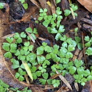 Hydrocotyle tripartita at Barrengarry, NSW - 2 Apr 2023