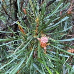 Lambertia formosa (Mountain Devil) at Wingecarribee Local Government Area - 2 Apr 2023 by Tapirlord