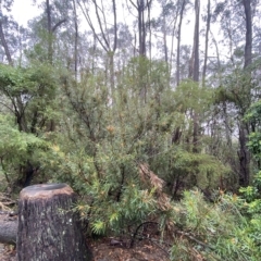 Lambertia formosa at Barrengarry, NSW - 2 Apr 2023