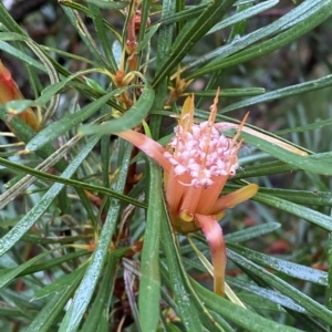 Lambertia formosa at Barrengarry, NSW - 2 Apr 2023