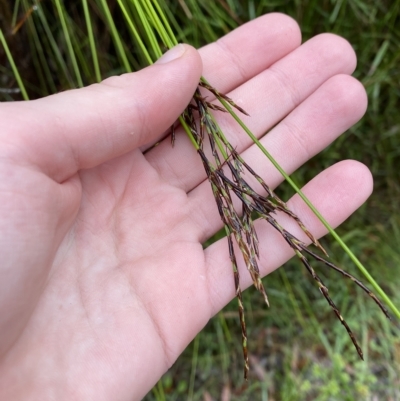 Lepidosperma urophorum (Tailed Rapier-sedge) at Wingecarribee Local Government Area - 2 Apr 2023 by Tapirlord