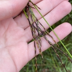 Lepidosperma urophorum at Wildes Meadow, NSW - 2 Apr 2023 11:02 AM