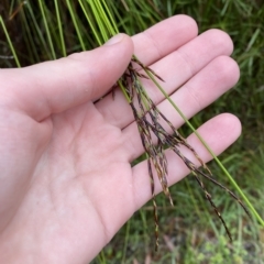 Lepidosperma urophorum at Wildes Meadow, NSW - 2 Apr 2023 11:02 AM