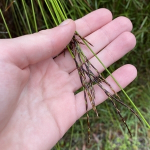 Lepidosperma urophorum at Wildes Meadow, NSW - 2 Apr 2023