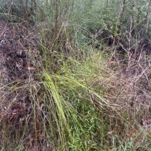 Lepidosperma urophorum at Wildes Meadow, NSW - 2 Apr 2023