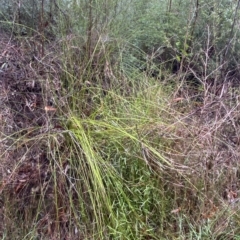 Lepidosperma urophorum at Wildes Meadow, NSW - 2 Apr 2023