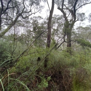 Gahnia sieberiana at Wildes Meadow, NSW - suppressed