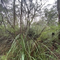 Gahnia sieberiana at Wildes Meadow, NSW - 2 Apr 2023