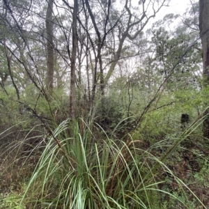 Gahnia sieberiana at Wildes Meadow, NSW - suppressed