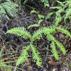 Sticherus lobatus (Spreading Fan Fern) at Robertson - 2 Apr 2023 by Tapirlord