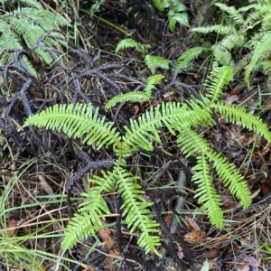 Sticherus lobatus at Wildes Meadow, NSW - suppressed