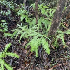 Sticherus lobatus at Wildes Meadow, NSW - 2 Apr 2023