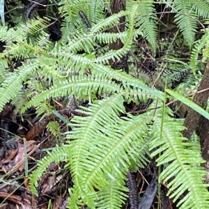 Sticherus lobatus at Wildes Meadow, NSW - suppressed