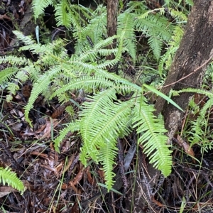 Sticherus lobatus at Wildes Meadow, NSW - suppressed