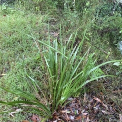 Lomandra longifolia (Spiny-headed Mat-rush, Honey Reed) at Wingecarribee Local Government Area - 2 Apr 2023 by Tapirlord