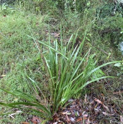 Lomandra longifolia (Spiny-headed Mat-rush, Honey Reed) at Robertson - 2 Apr 2023 by Tapirlord