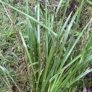 Lomandra longifolia at Wildes Meadow, NSW - 2 Apr 2023 11:00 AM