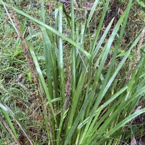 Lomandra longifolia at Wildes Meadow, NSW - 2 Apr 2023