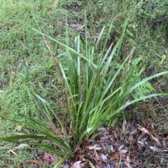 Lomandra longifolia at Wildes Meadow, NSW - 2 Apr 2023 11:00 AM