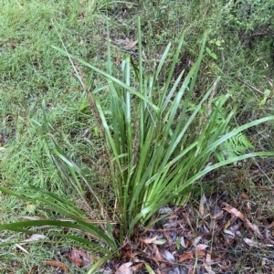 Lomandra longifolia at Wildes Meadow, NSW - 2 Apr 2023 11:00 AM