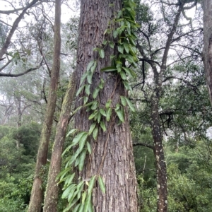 Parsonsia straminea at Wildes Meadow, NSW - 2 Apr 2023