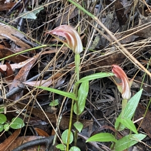 Pterostylis pulchella at Wildes Meadow, NSW - suppressed