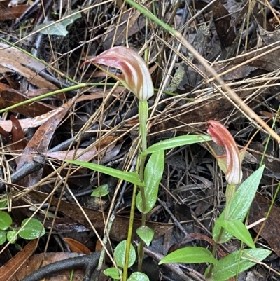 Pterostylis pulchella (Waterfall Greenhood) at Wildes Meadow, NSW - 2 Apr 2023 by Tapirlord