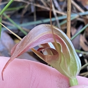 Pterostylis pulchella at Wildes Meadow, NSW - suppressed