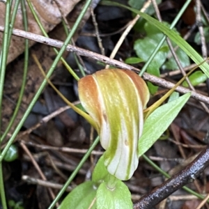 Pterostylis pulchella at Wildes Meadow, NSW - 2 Apr 2023