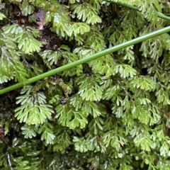 Hymenophyllum cupressiforme (Common Filmy Fern) at Robertson - 2 Apr 2023 by Tapirlord