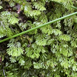 Hymenophyllum cupressiforme at Wildes Meadow, NSW - 2 Apr 2023