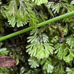 Hymenophyllum cupressiforme at Wildes Meadow, NSW - 2 Apr 2023