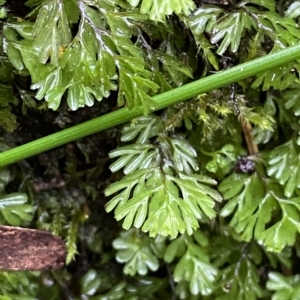 Hymenophyllum cupressiforme at Wildes Meadow, NSW - suppressed