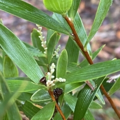 Leucopogon affinis (Lance Beard-heath) at Morton National Park - 2 Apr 2023 by Tapirlord