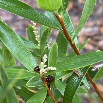 Leucopogon affinis (Lance Beard-heath) at Morton National Park - 2 Apr 2023 by Tapirlord