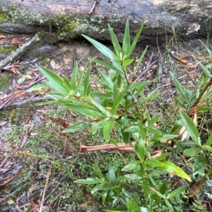 Leucopogon affinis at Wildes Meadow, NSW - 2 Apr 2023 10:25 AM