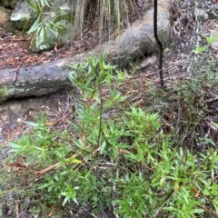 Leucopogon affinis at Wildes Meadow, NSW - 2 Apr 2023 10:25 AM
