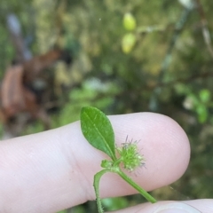 Opercularia varia (Variable Stinkweed) at Robertson - 2 Apr 2023 by Tapirlord