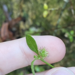 Opercularia varia at Wildes Meadow, NSW - 2 Apr 2023 10:24 AM