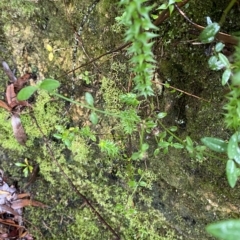 Opercularia varia at Wildes Meadow, NSW - 2 Apr 2023 10:24 AM