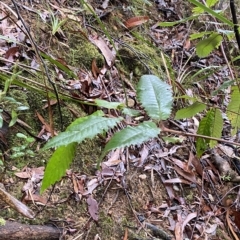 Callicoma serratifolia (Black Wattle, Butterwood, Tdgerruing) at Wildes Meadow, NSW - 2 Apr 2023 by Tapirlord