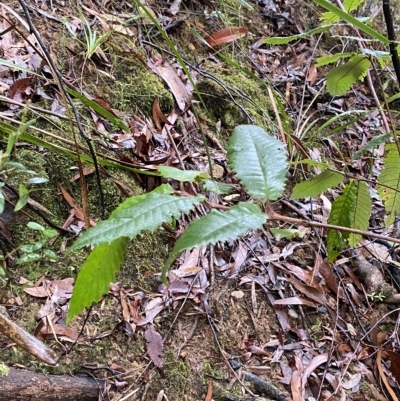 Callicoma serratifolia (Black Wattle, Butterwood, Tdgerruing) at Wildes Meadow, NSW - 2 Apr 2023 by Tapirlord