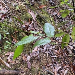 Callicoma serratifolia at Wildes Meadow, NSW - 2 Apr 2023 10:24 AM